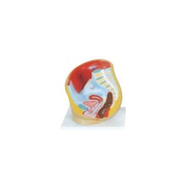 Pelvis femenina. Modelo CVQ7034