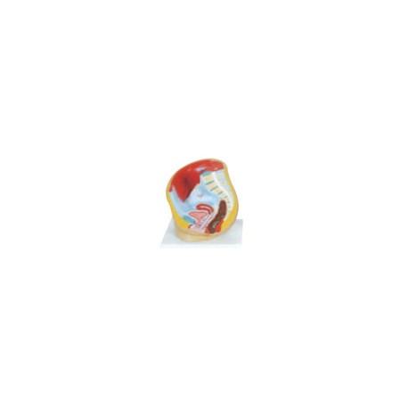 Pelvis femenina. Modelo CVQ7034