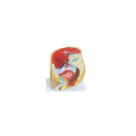 Pelvis masculina. Modelo CVQ7035