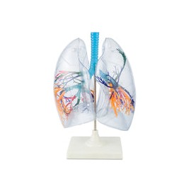 Pulmones de plástico. Modelo CVQ7048