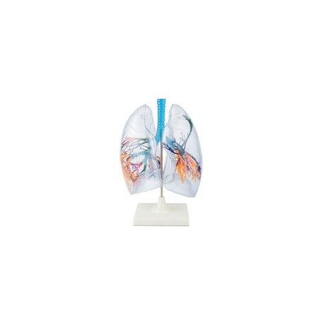 Pulmones de plástico. Modelo CVQ7048