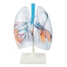 Pulmones de plástico. Modelo CVQ7048
